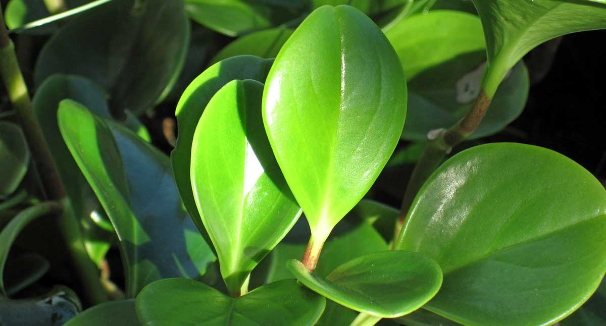 Baby Rubber Plant