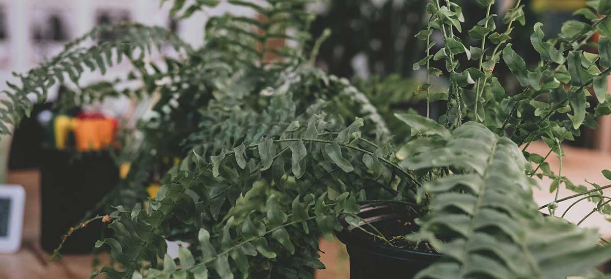 Boston Fern plant