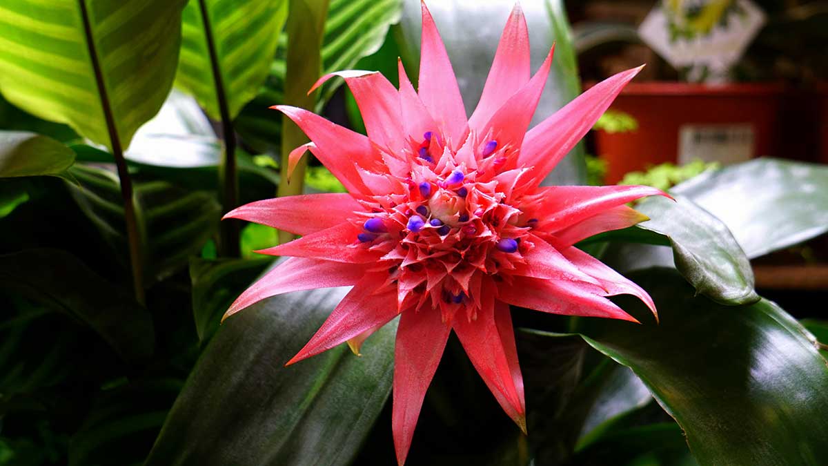 Bromeliad plant