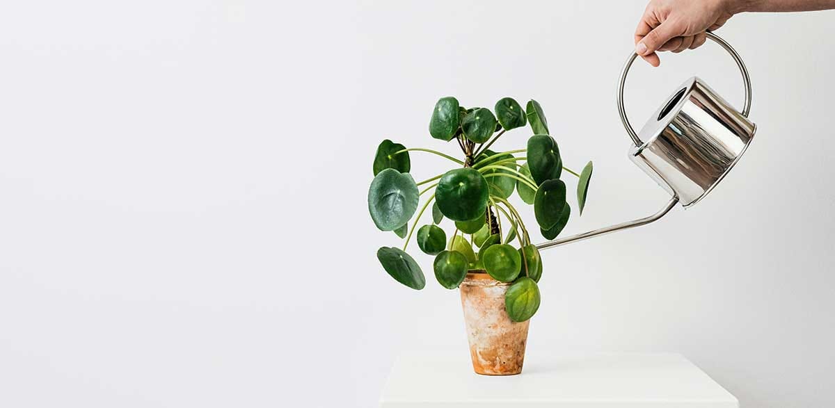 Chinese Money Plant