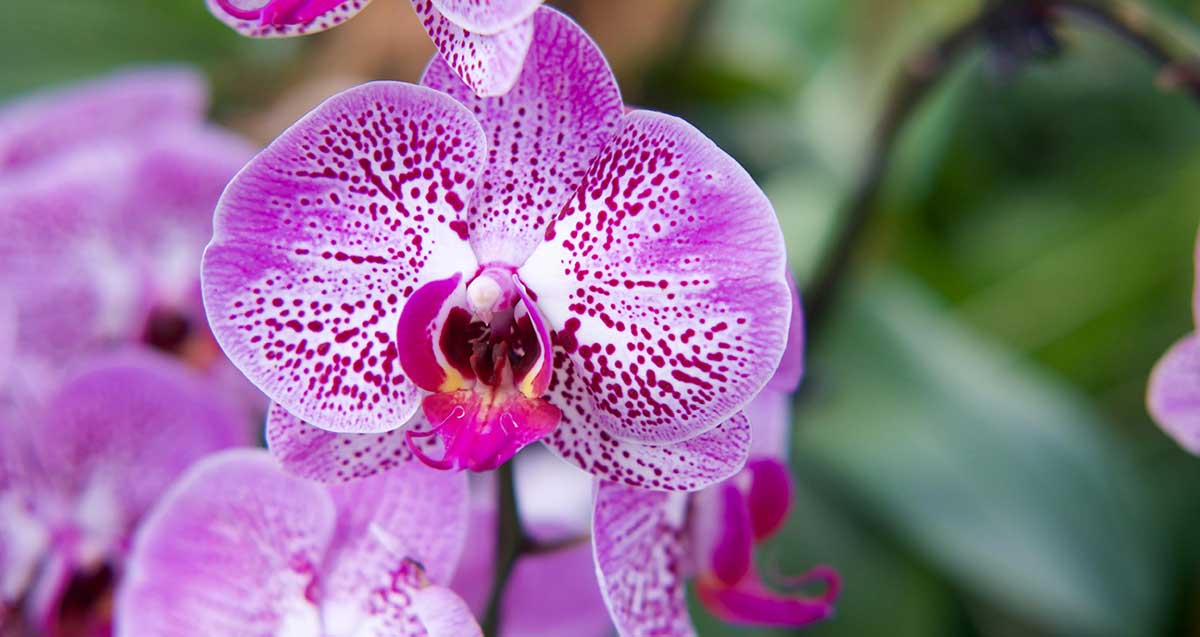 Orchid pet friendly houseplants