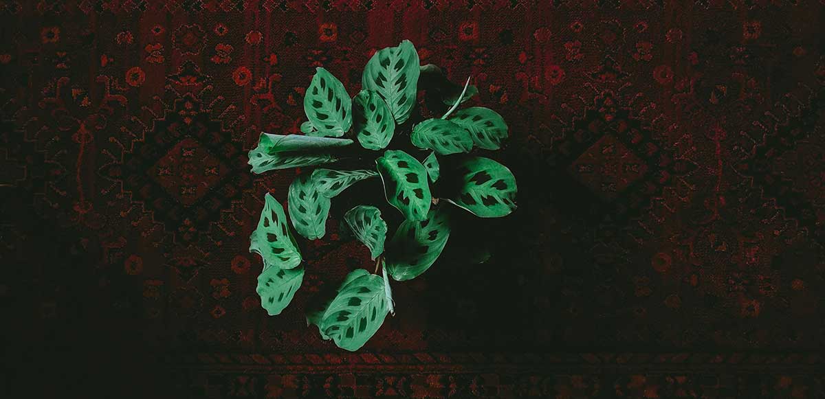 Prayer Plant